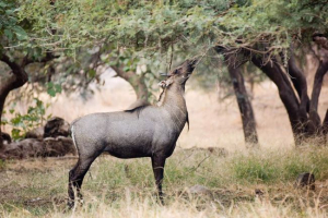 Velika indijska antilopa, ili nilgaau Velika indijska antilopa, ili nilgaau